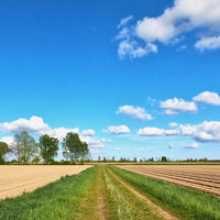 Weite Frühlingslandschaft mit Feldweg zwischen Seedorf und Barum