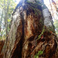 Pernitz/Ortmann - Hohe Mandling - Waxeneckhaus - Auf dem Hals - Kreuth - Muggendorf
