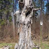 Die alte Schillerbuche