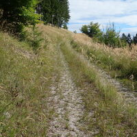 Auf der Forststraße Südostseite Starkhöhe