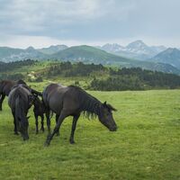 Pferdeherde auf der Alm