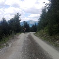 auf der Forststraße Richtung Gsengalm
