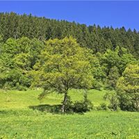 Seitzental Bäume und Wiesen