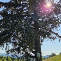 Bildstock am Baum