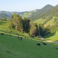 15.8 km Schafe an der Auffahrt Perna