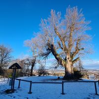 Silberpappel im Winter