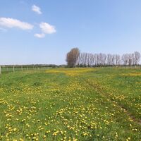 Wiesenlandschaft