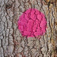 Pinke Punkte weisen uns den Weg