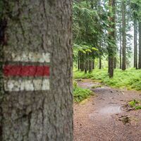 Wanderweg im Kojenmoos