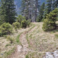 Abstiegsweg durch parkähnlichen schönen lichten Nadelholzbestand