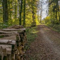 Waldstück auf dem Panoramaweg