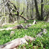 Bärlauch im Frühling in den Hörselbergen