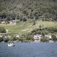 Weinberge in Pur am Ufer des Ledrosees