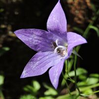 Naturspaziergang: Die Tour du Fierloz_Artemare