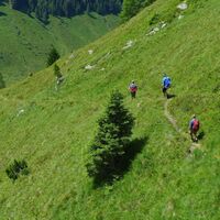 Abstieg zur Tuchmoaralm