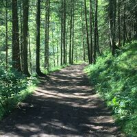 Waldweg zum Salza Wasserfall