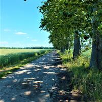 Pappelallee