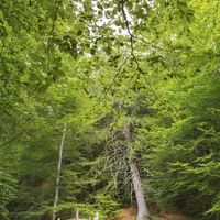 Grillplatz Zauberweg am Hasenhorn