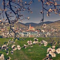 Marillenblüte in der Wachau gegenüber Weißenkirchen