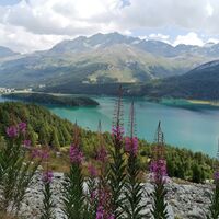 Blick auf Sils, Chastè und den Silsersee