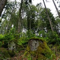 Kräfte auftanken im Wald.