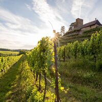 DSGVO NZT Brackenheim Natur Wein4 WEB