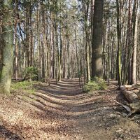 Waldweg nach Wolfgrub