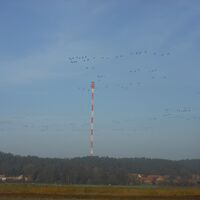 Vogelvolk ist Euer ständiger Begleiter.