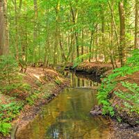 Der Kuhmühler Wald mit dem kleinen Kuhbach