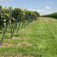 Wein- und Wiesenweg Minfeld-Freckenfeld