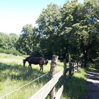 Abstieg Richtung Pleisweiler