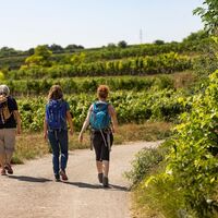 Wandern durch die Weingärten