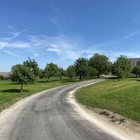 Straße zwischen Obstbäumen