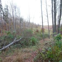 Abstieg am unmarkierten Steig