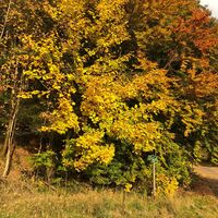 Nähe Bahnhof Oberhof in Richtung Bärenstein