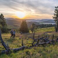 Blühende Heide bei Sonnenuntergang