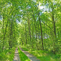 Mitten durch den grünen Wald am NORDPFAD Zevener Geest