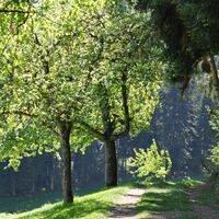 Waldrandweg am Helgenberg