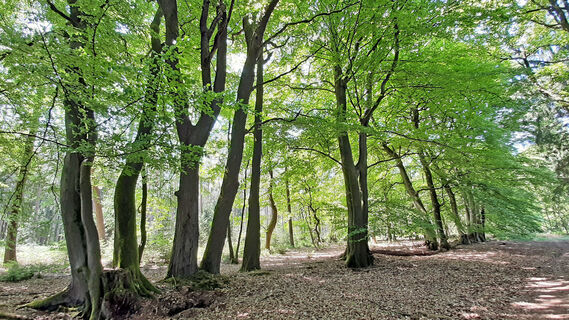 Bäume vom Forst Hinzel am NORDPFAD Hinzel