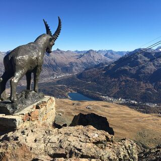 Steinbock auf dem Piz Nair