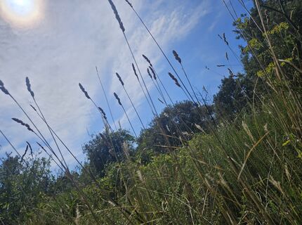 Fotografija s spletne strani Schienerbue na poti