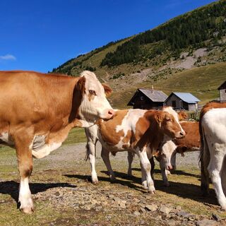 Alpe di Bistrizza