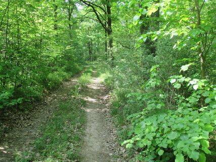 Waldweg