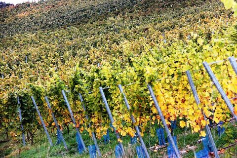 Weinberge in Bieringen, Schöntal