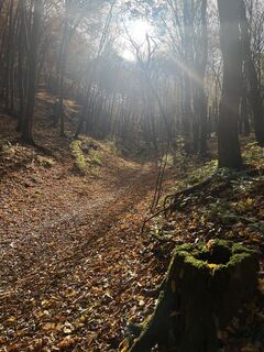 Foto de Vicaliza a lo largo del recorrido