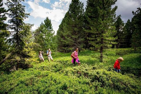 Zirbenwald am Kreischberg