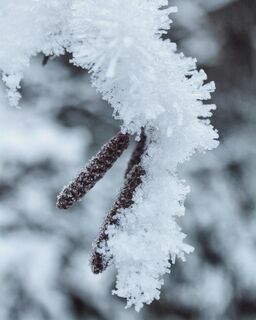 Winter Nahaufnahme