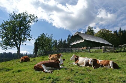Geburtshaus mit Vieh auf der Sommerweide