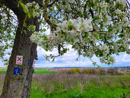 LT 8 Großrinderfeld Obstblüte