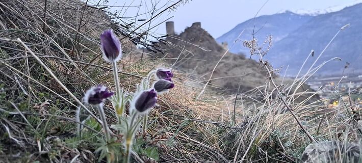 Anemonen und Tour Bayart